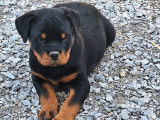 Mâle Rottweiler de janvier 2026, robe noir et feu, disponible de suite