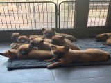 Chiots de type Berger Belge Malinois à vendre (8 femelles & 1 mâle)
