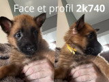 Chiots de type Berger Belge Malinois à vendre (8 femelles & 1 mâle)