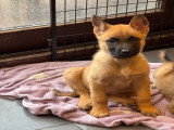 Chiots de type Berger Belge Malinois à vendre (8 femelles & 1 mâle)
