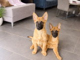 Chiots de type Berger Belge Malinois à vendre (8 femelles & 1 mâle)