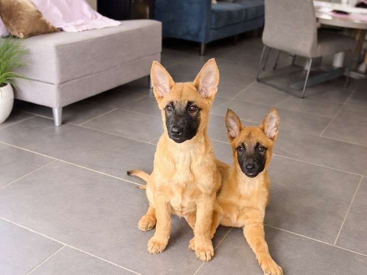 Chiots de type Berger Belge Malinois à vendre (8 femelles & 1 mâle)