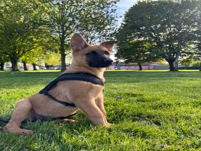 Chiots de type Berger Belge Malinois à vendre (8 femelles & 1 mâle)