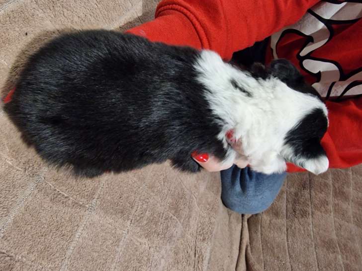 Petite femelle noir et blanche (1)