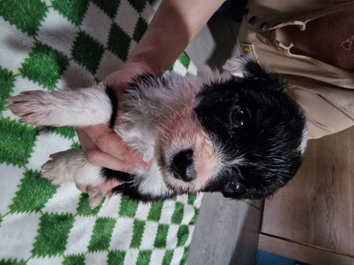 Chiots Border Collie à vendre