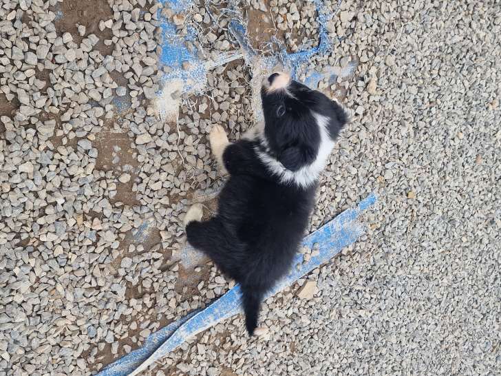 Chiots Border Collie à vendre