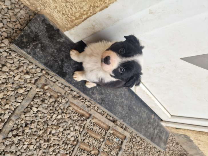 Chiots Border Collie à vendre