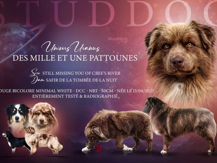 Superbe étalon Berger Australien bicolore pour saillie