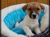 Jack Russell de décembre 2025, 2 femelles et 5 mâles, à vendre