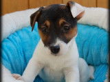 Jack Russell de décembre 2025, 2 femelles et 5 mâles, à vendre