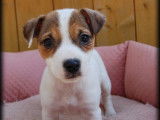 Jack Russell de décembre 2025, 2 femelles et 5 mâles, à vendre