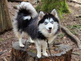 Chienne adulte Pomsky à vendre