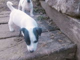 Jack Russell de décembre 2025, deux mâles, disponibles à la vente