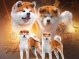 Akita Inu de janvier 2026, 2 mâles et 3 femelles, à réserver