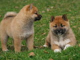 Shiba Inu de janvier 2026, 2 femelles et 1 mâle, à réserver