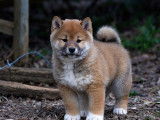 Shiba Inu de janvier 2026, 2 femelles et 1 mâle, à réserver