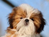 1 chiot mâle Shih Tzu de novembre 2025 mis en vente (LOF)