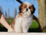 1 chiot mâle Shih Tzu de novembre 2025 mis en vente (LOF)