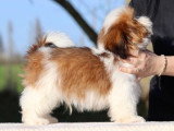 1 chiot mâle Shih Tzu de novembre 2025 mis en vente (LOF)