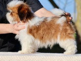 1 chiot mâle Shih Tzu de novembre 2025 mis en vente (LOF)