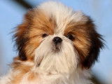 1 chiot mâle Shih Tzu de novembre 2025 mis en vente (LOF)