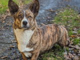 Mâle Welsh Corgi Cardigan de février 2026, robe bringée, à réserver
