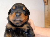 Rottweiler de février 2026, 1 mâle et 4 femelles, à réserver