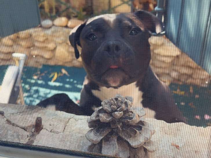 Chien adulte de type American Staffordshire Terrier Mâle à vendre