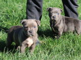 Staffordshire Bull Terriers de janvier 2026, 2 mâles bleus à réserver