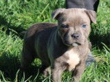 Staffordshire Bull Terriers de janvier 2026, 2 mâles bleus à réserver