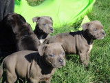 Staffordshire Bull Terriers de janvier 2026, 2 mâles bleus à réserver