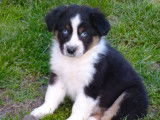 Bergers Australiens tricolore aux yeux bleus, 5 femelles et 5 mâles à réserver (non LOF)