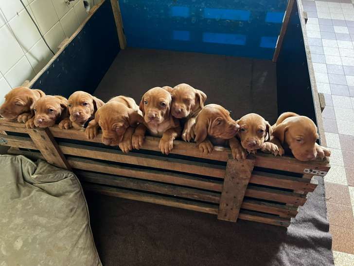 Chiots Braque Hongrois (Vizsla) LOF à vendre