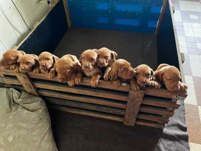 Chiots Braque Hongrois (Vizsla) LOF à vendre