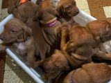 Chiots Braque Hongrois (Vizsla) LOF à vendre