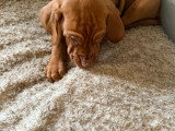 Chiots Braque Hongrois (Vizsla) LOF à vendre