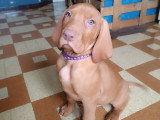 Chiots Braque Hongrois (Vizsla) LOF à vendre
