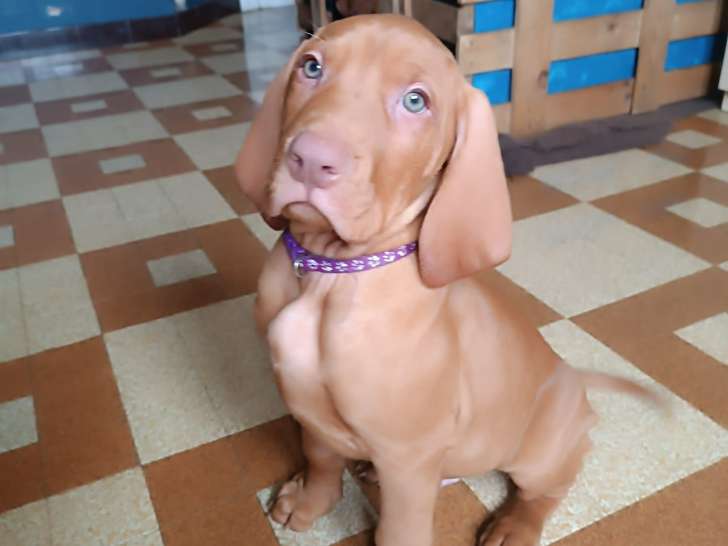 Chiots Braque Hongrois (Vizsla) LOF à vendre