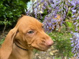 Chiots Braque Hongrois (Vizsla) LOF à vendre