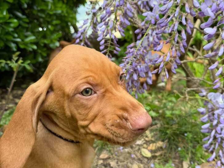 Chiots Braque Hongrois (Vizsla) LOF à vendre
