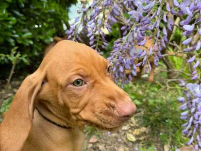 Chiots Braque Hongrois (Vizsla) LOF à vendre