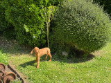 Chiots Braque Hongrois (Vizsla) LOF à vendre