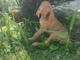 Chiots Braque Hongrois (Vizsla) LOF à vendre