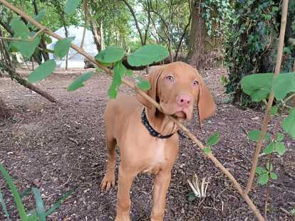 Chiots Braque Hongrois (Vizsla) LOF à vendre