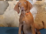 Chiots Braque Hongrois (Vizsla) LOF à vendre