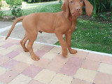 Chiots Braque Hongrois (Vizsla) LOF à vendre