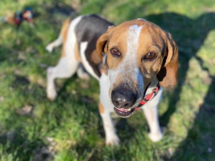 Benji, chien croisé Ariégeois à adopter en association