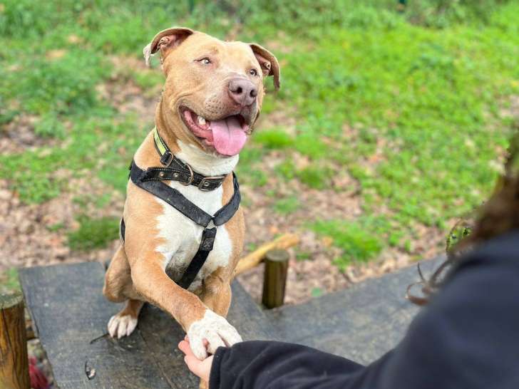 Rio, chien croisé Staff à adopter en association