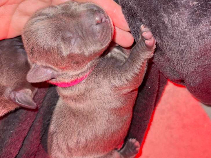 Chiots Amstaff BLEU et BLEU FAWN LOF de très grande lignée à réserver