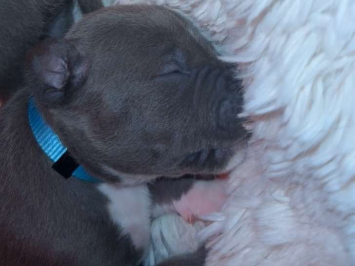 Chiots Amstaff BLEU et BLEU FAWN LOF de très grande lignée à réserver